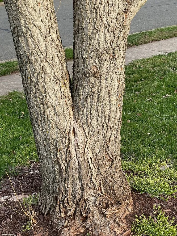 Custom landscape installation near you in Manassas, VA by King Tree Services