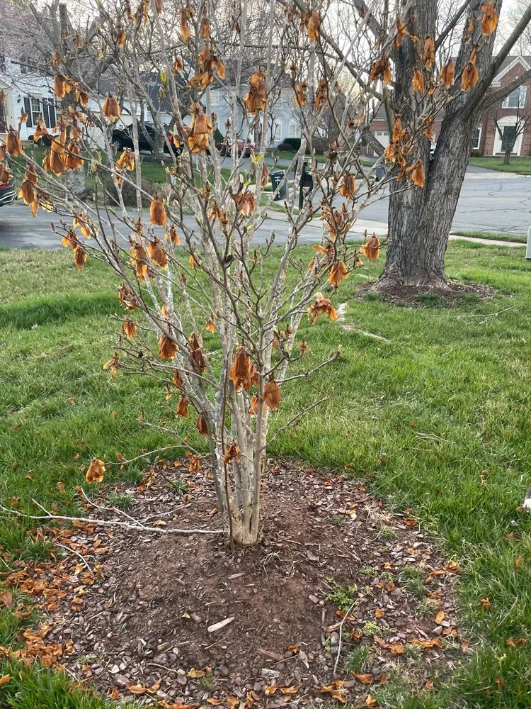 Top-rated yard cleanup service for outdoor upgrades across Manassas, VA - King Tree Services