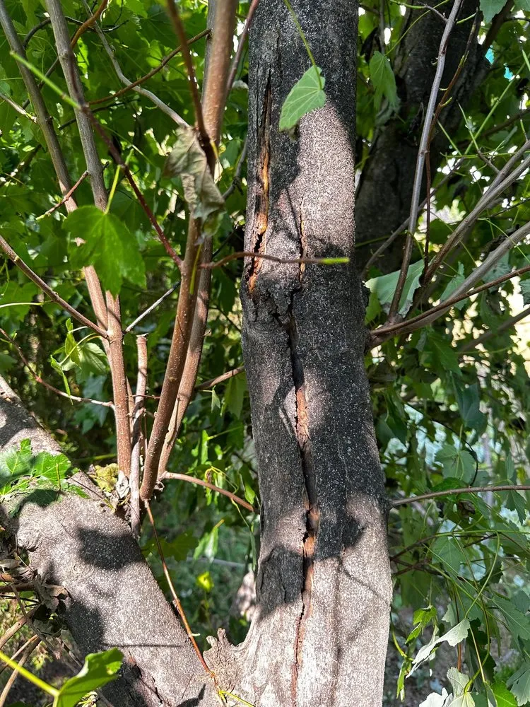 Reliable yard cleanup service for residential properties in Manassas, VA by King Tree Services