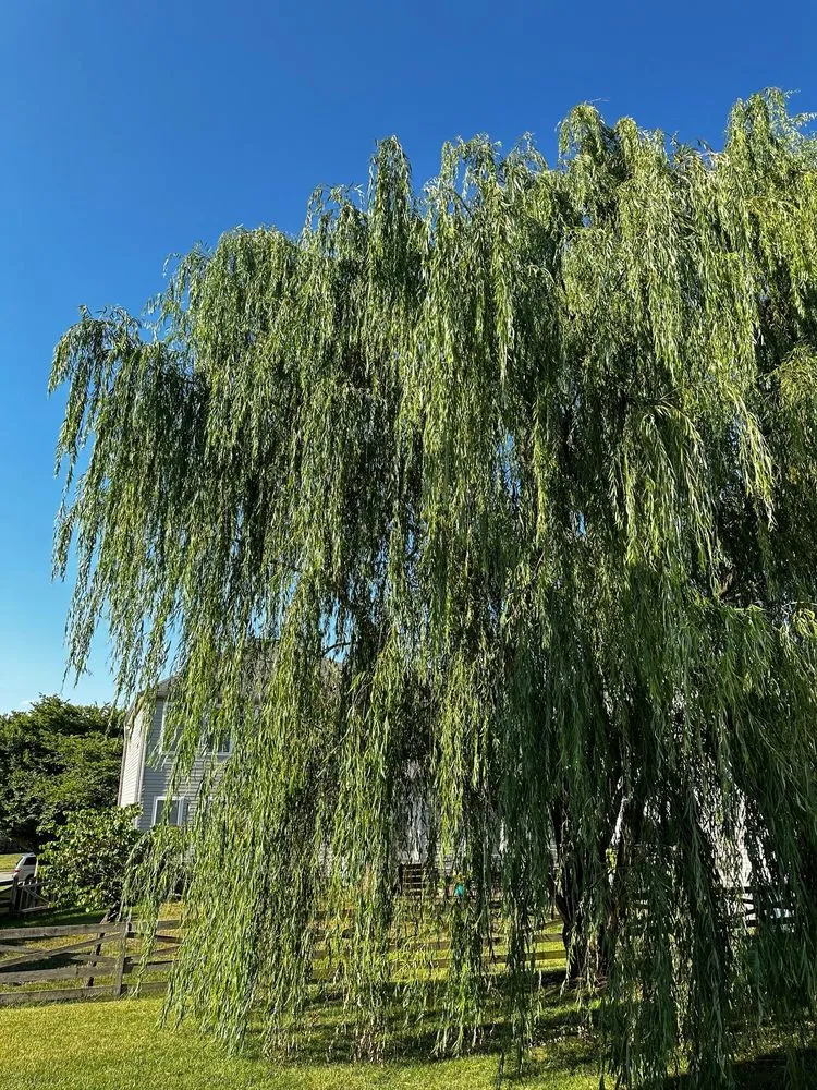 Professional lawn mowing service experts serving Manassas, VA - King Tree Services