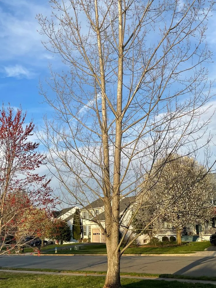 Local residential landscaping experts serving Manassas, VA - King Tree Services