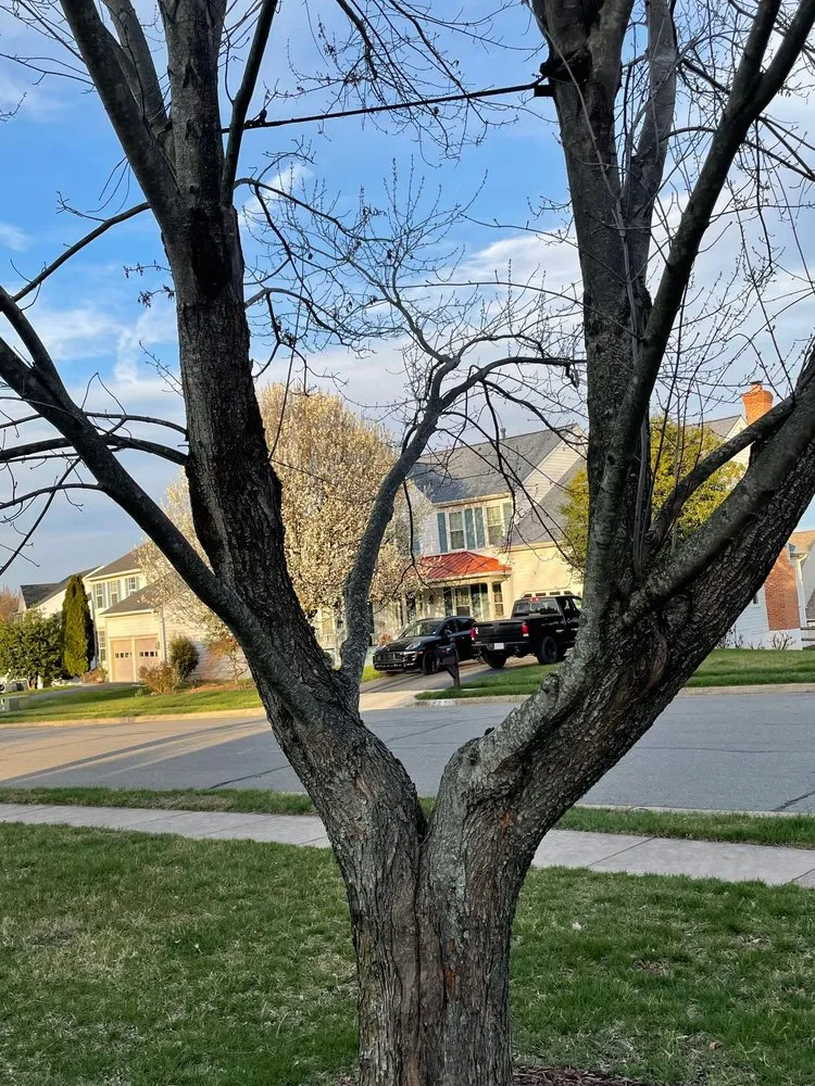 Expert garden landscaping experts serving Manassas, VA - King Tree Services