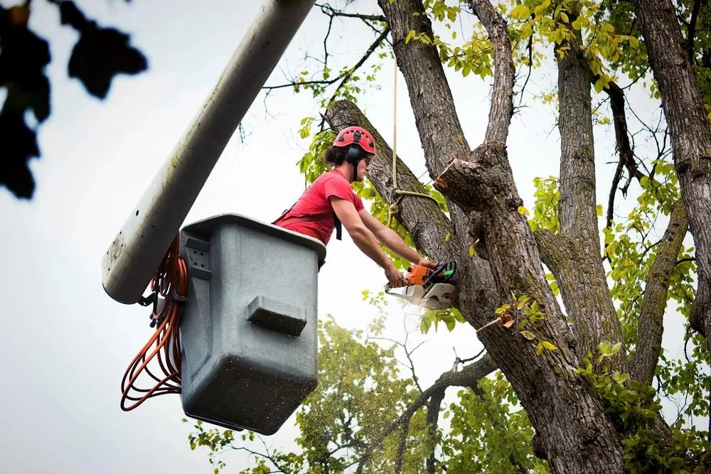 Expert landscaping services experts serving Manassas, VA - King Tree Services