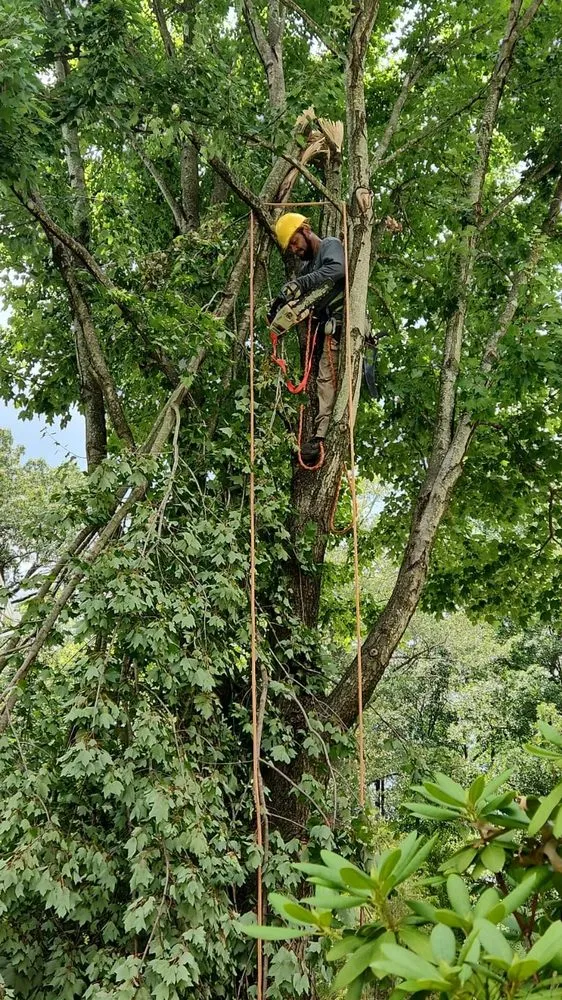Trusted landscaping services in Manassas, VA by King Tree Services