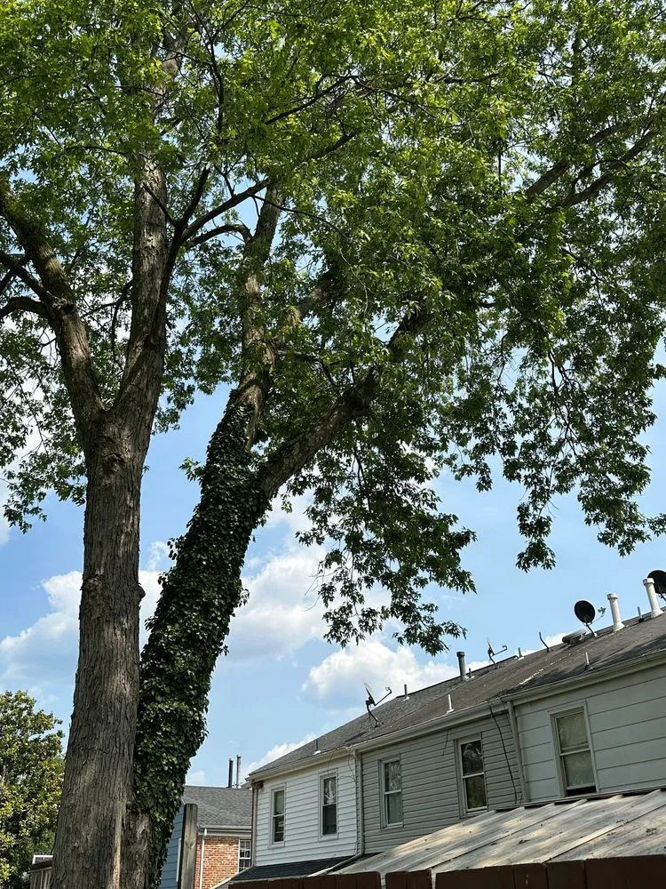 Top-rated lawn mowing service near you in Manassas, VA by King Tree Services