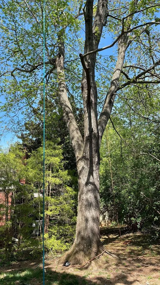 Custom yard cleanup service for year-round maintenance across Manassas, VA - King Tree Services