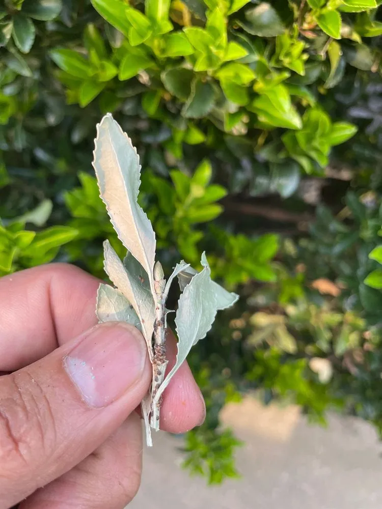 Top-rated yard maintenance in Manassas, VA - King Tree Services