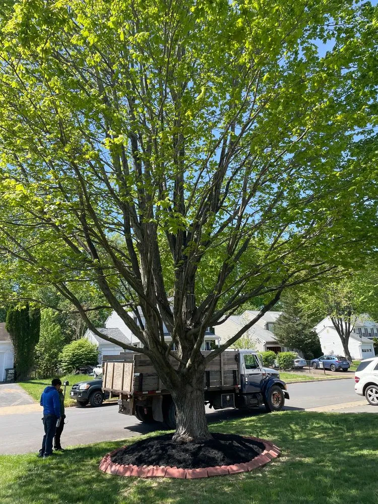 Custom yard cleanup service in Manassas, VA - King Tree Services