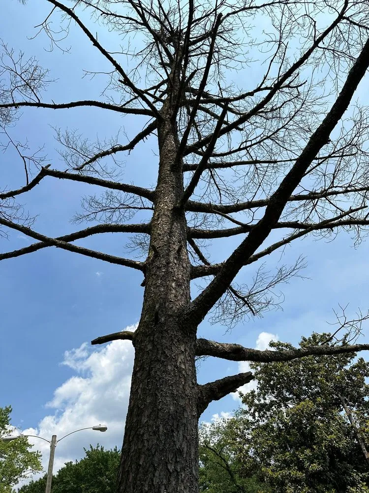 Expert yard maintenance for outdoor upgrades in Manassas, VA by King Tree Services