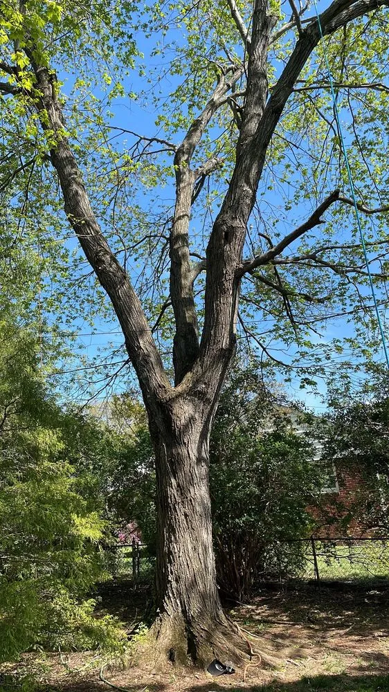 Expert landscaping services for outdoor upgrades in Manassas, VA by King Tree Services