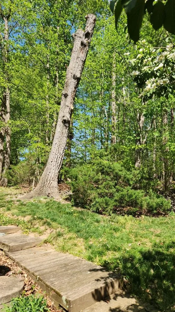 Trusted lawn care service in Manassas, VA - King Tree Services