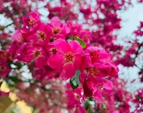 Reliable garden landscaping in Bucyrus, OH by Kingdom Kuts