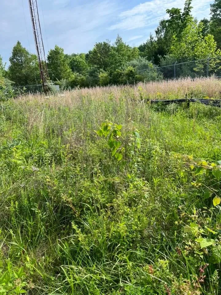 Top-rated yard maintenance in River, KY by Kingdom Kuts Lawn Care