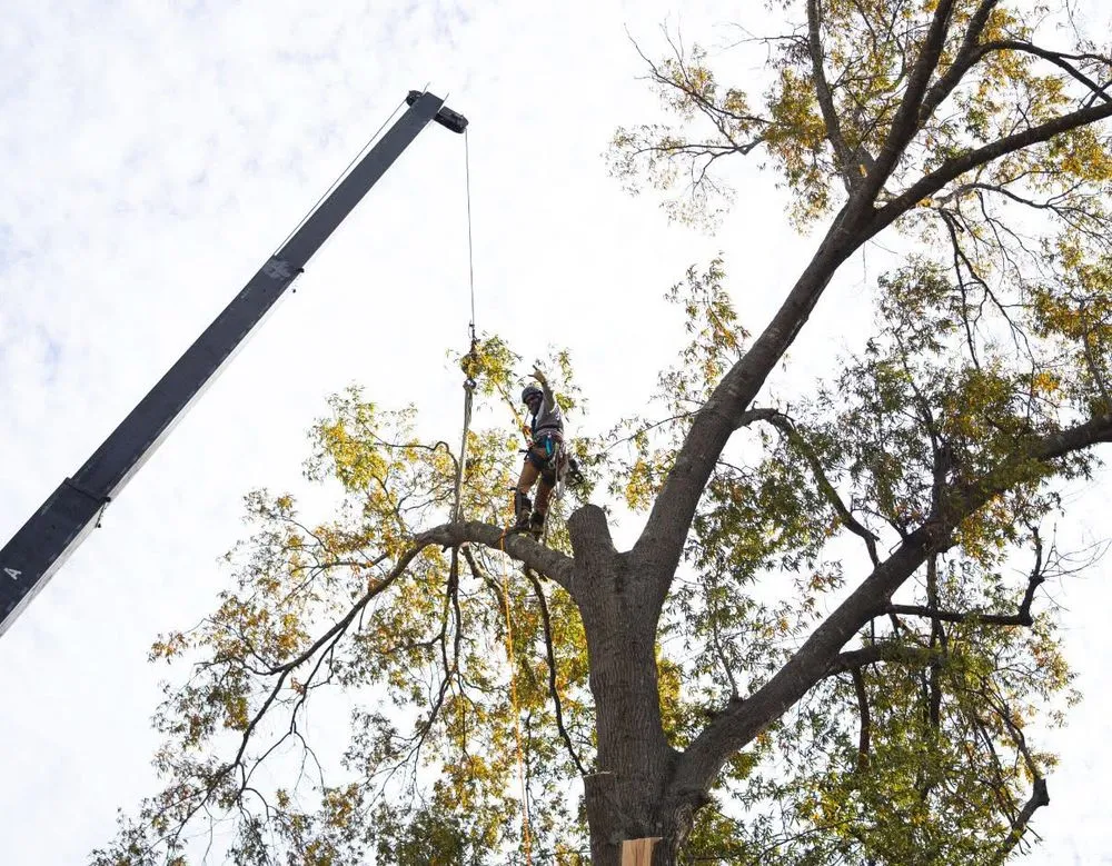 Custom outdoor landscaping experts serving Coats, NC - Kingdom Landscapes