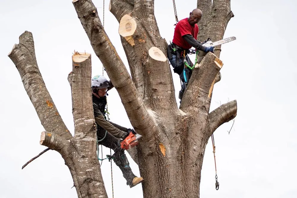 Affordable lawn care service experts serving Coats, NC - Kingdom Landscapes