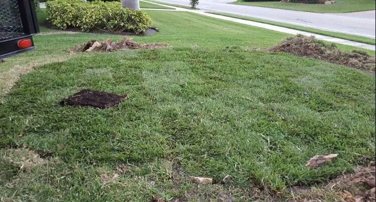 Professional outdoor landscaping with custom design in Immokalee, FL by Kingdom Landscaping