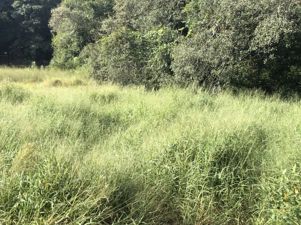 Reliable lawn care service in Orlando, FL - Kingdom Landscaping