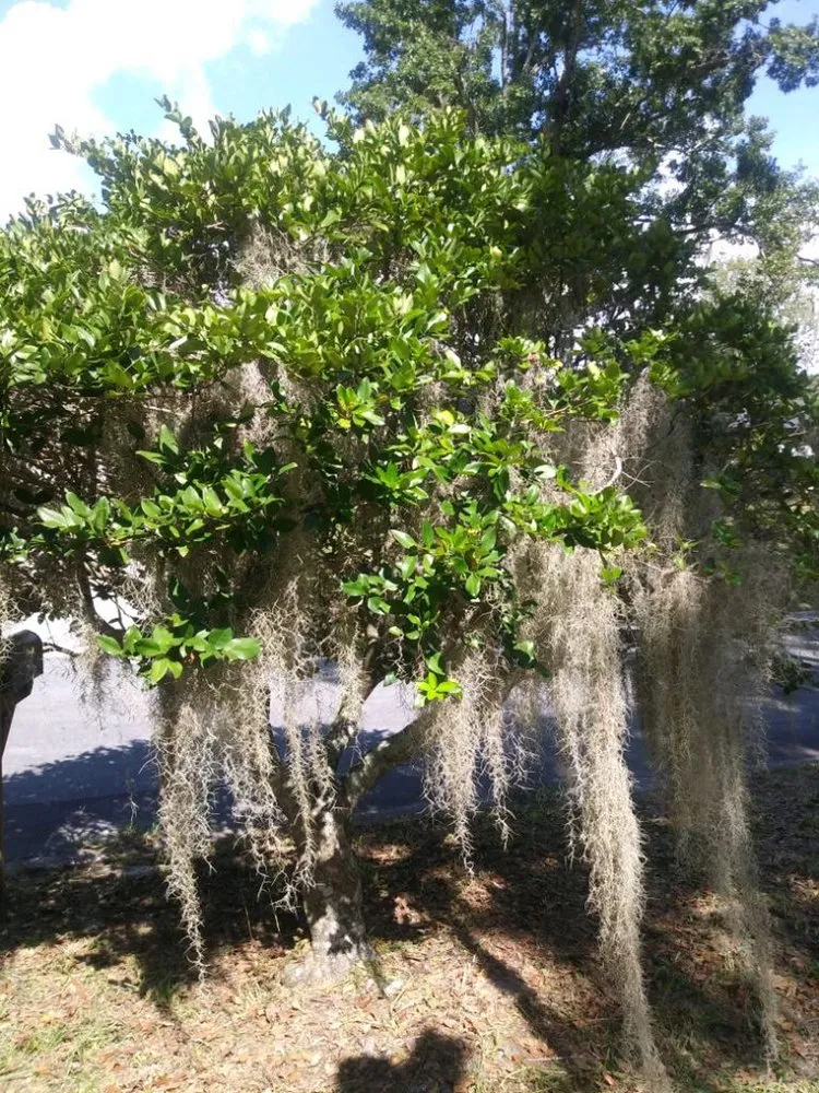 Reliable yard maintenance for year-round maintenance across Orlando, FL - Kingdom Landscaping