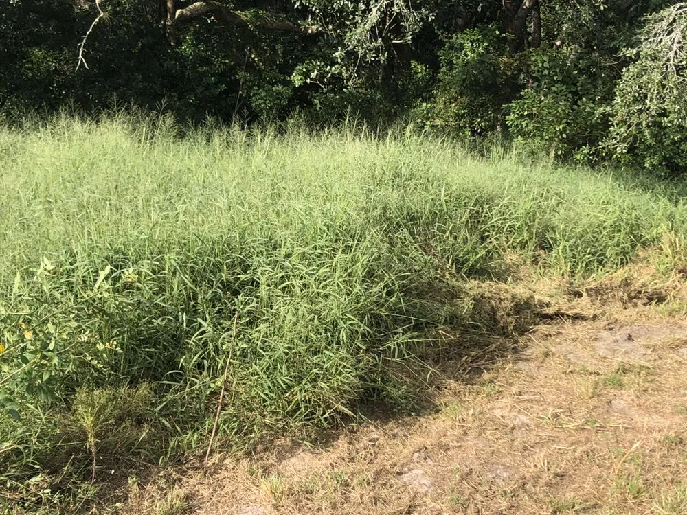 Custom landscape installation for homes across Orlando, FL - Kingdom Landscaping