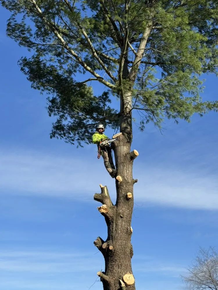 Expert landscape design near you across North Canton, OH - Kingdom Tree Removal and Land Clearing