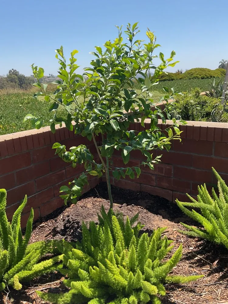 Custom lawn mowing service for outdoor upgrades across Vista, CA - Kingmans AvoCitrus