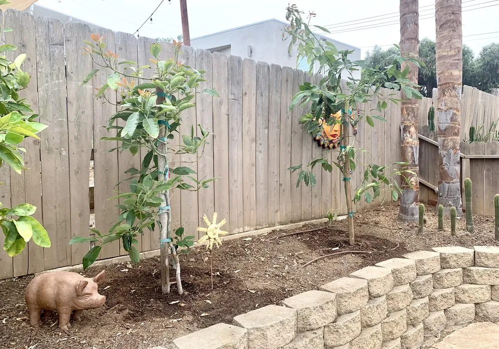 Trusted lawn mowing service in Vista, CA by Kingmans AvoCitrus