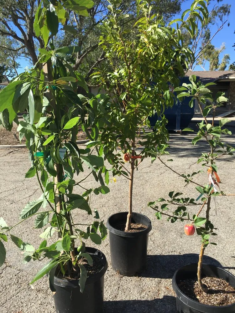 Local lawn mowing service experts serving Vista, CA - Kingmans AvoCitrus