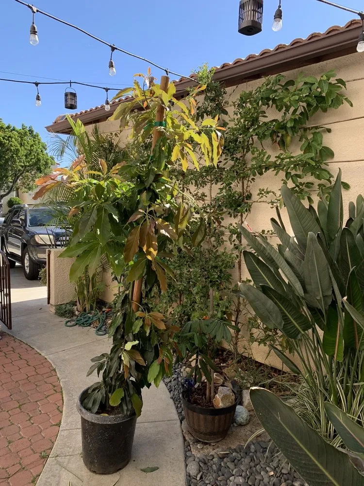 Reliable residential landscaping for outdoor upgrades in Vista, CA by Kingmans AvoCitrus