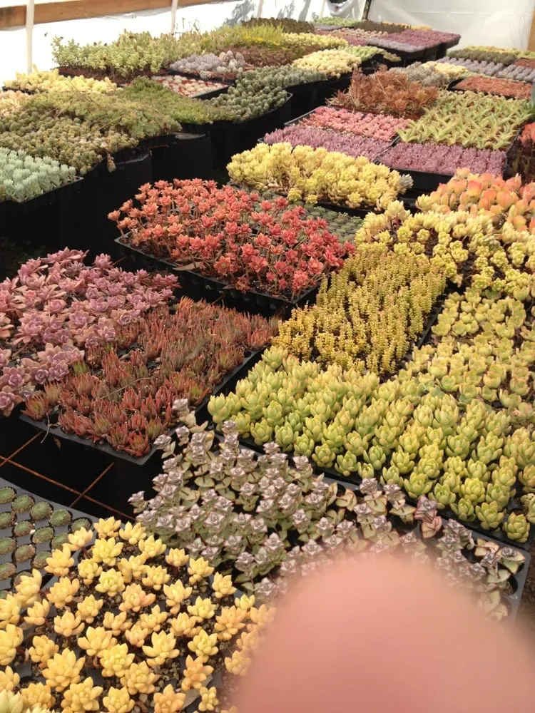 Affordable landscape design near you across Vista, CA - Kingmans AvoCitrus