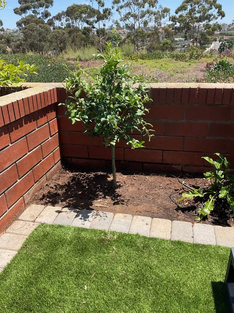 Expert garden landscaping with custom design across Vista, CA - Kingmans AvoCitrus