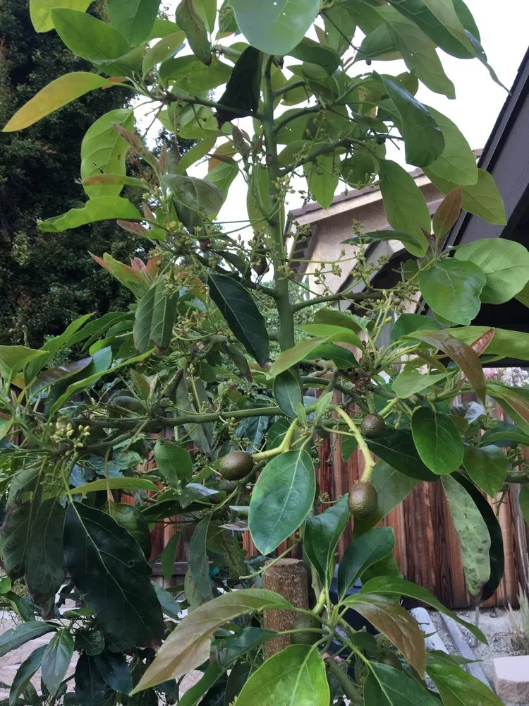 Custom outdoor landscaping experts serving Vista, CA - Kingmans AvoCitrus