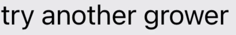 Expert lawn care service with custom design across Vista, CA - Kingmans AvoCitrus