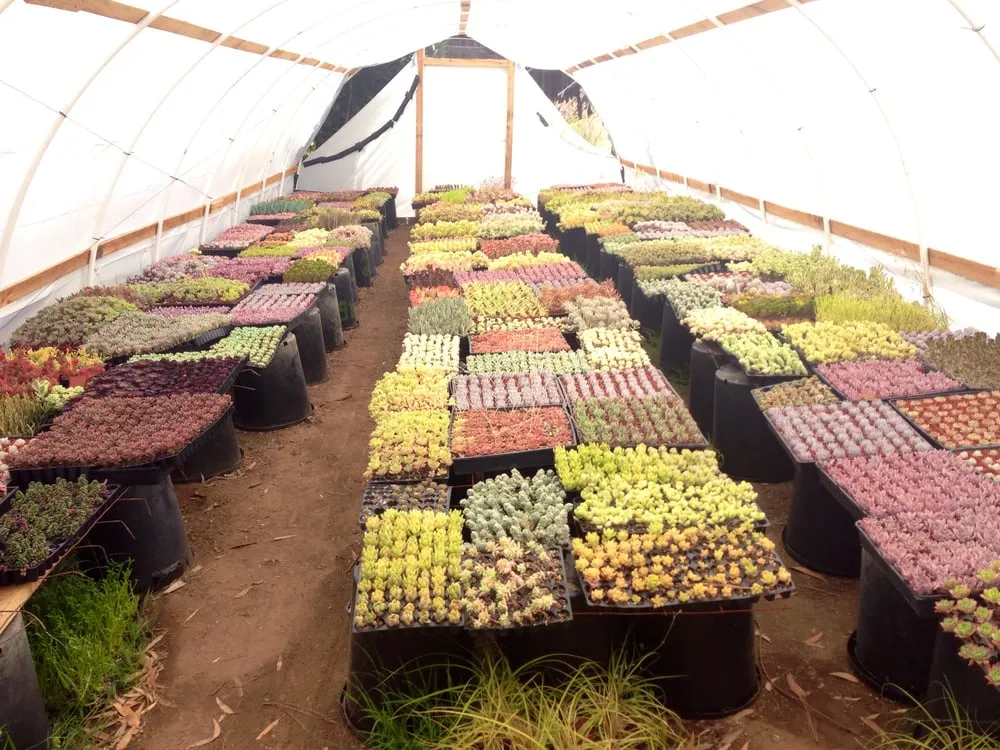 Affordable lawn mowing service with custom design in Vista, CA by Kingmans AvoCitrus