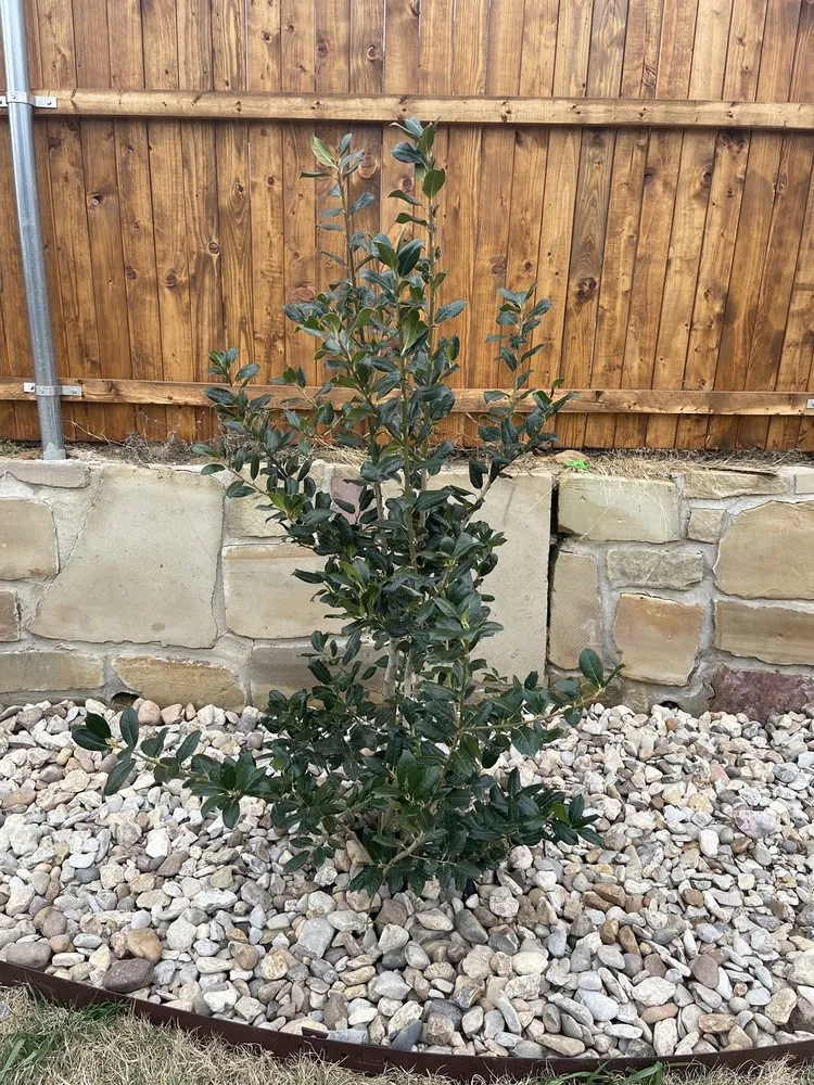 Expert lawn care service in Denton, TX by Kingreen Services