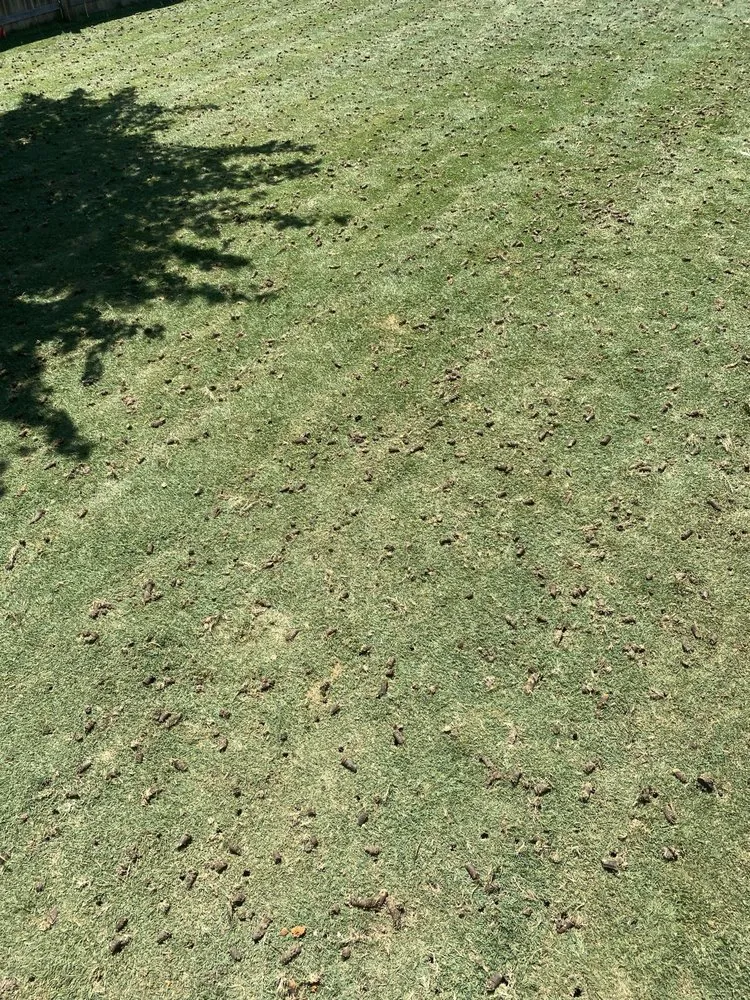 Local outdoor landscaping experts serving Krum, TX - Kings Aeration