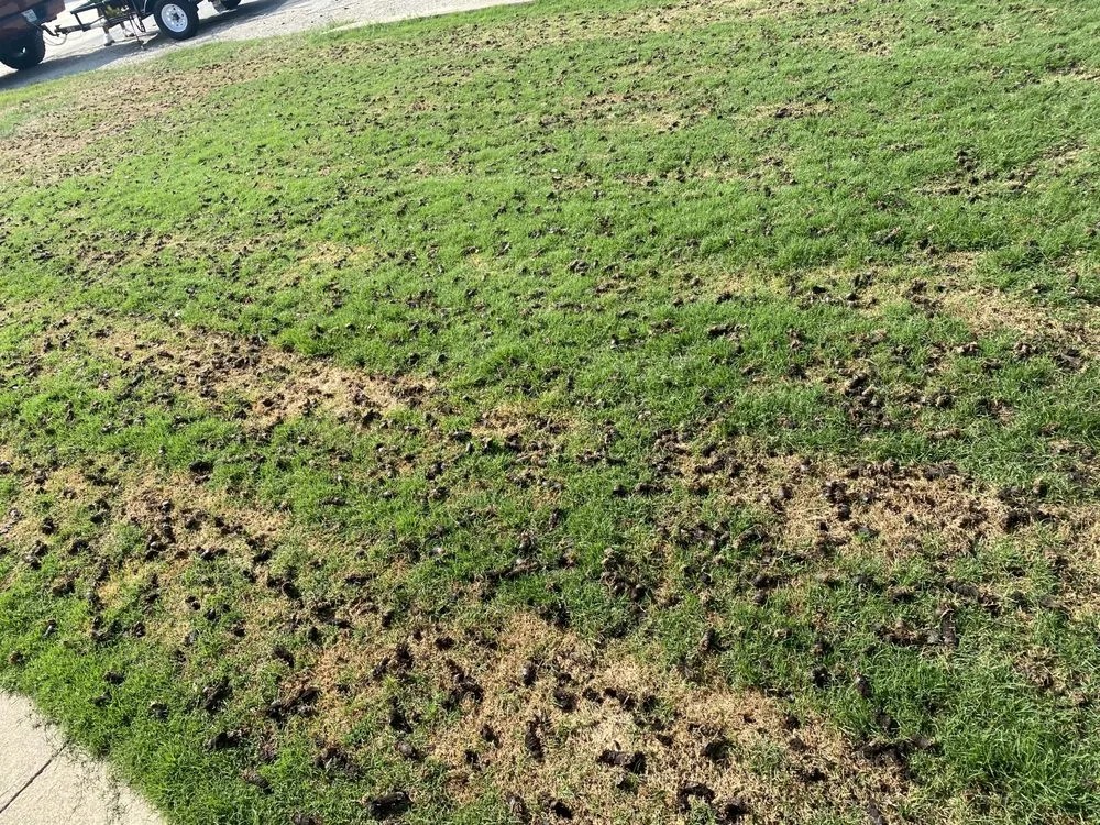 Professional landscaping services for year-round maintenance across Krum, TX - Kings Aeration