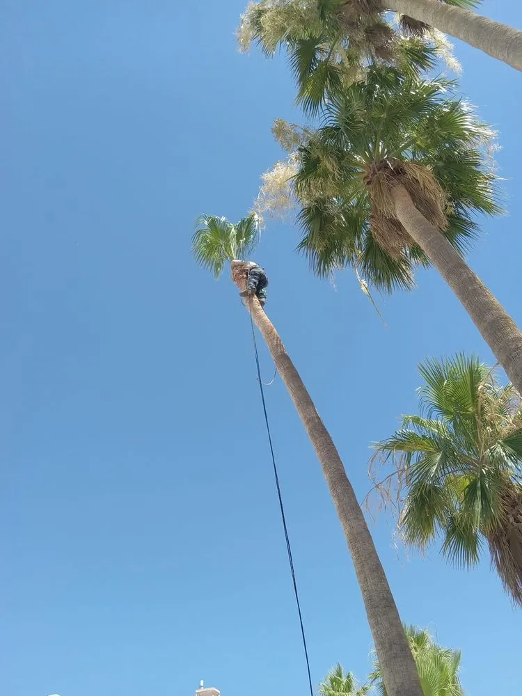 Trusted yard maintenance in Bullhead City, AZ by Kings Canyon Landscaping