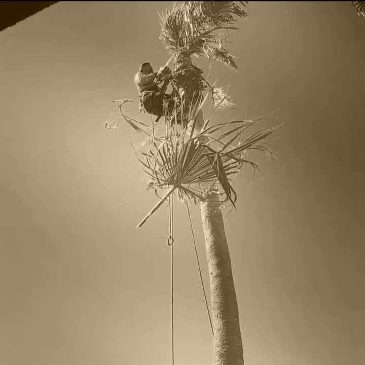 Top-rated outdoor landscaping in Bullhead City, AZ by Kings Canyon Landscaping