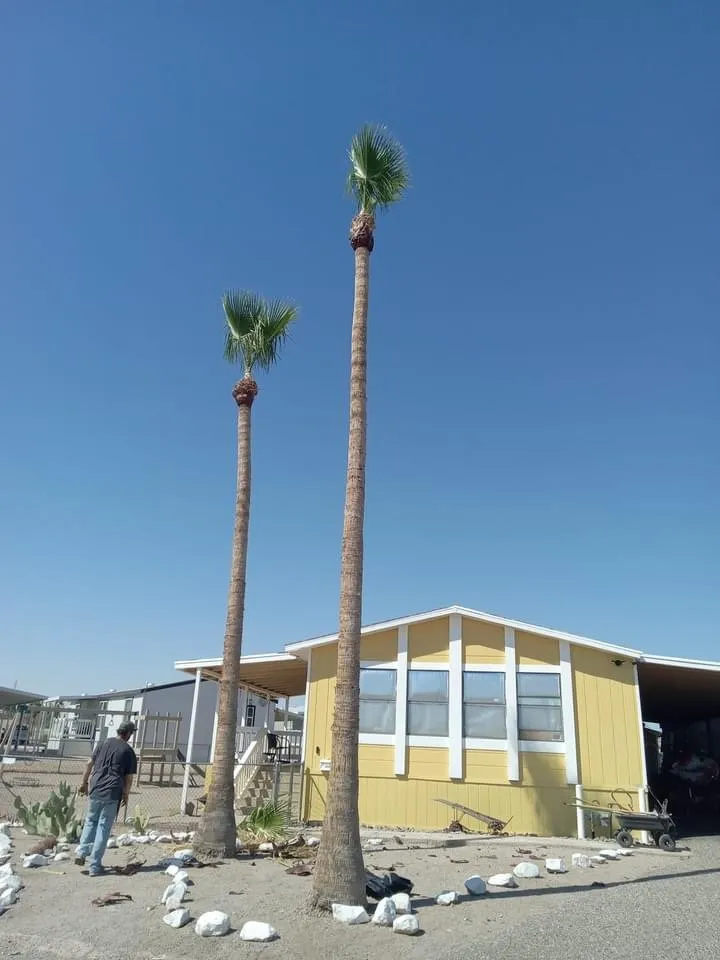 Top-rated garden landscaping near you across Bullhead City, AZ - Kings Canyon Landscaping