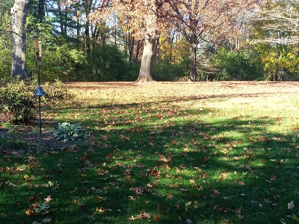 Expert landscaping services experts serving Newport, MI - Kings Cuts Commercial Grounds Maintenance