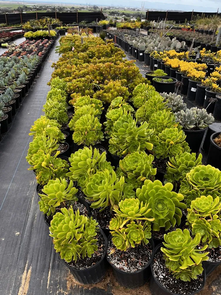 Top-rated yard maintenance experts serving Castroville, CA - Kings Garden & Design