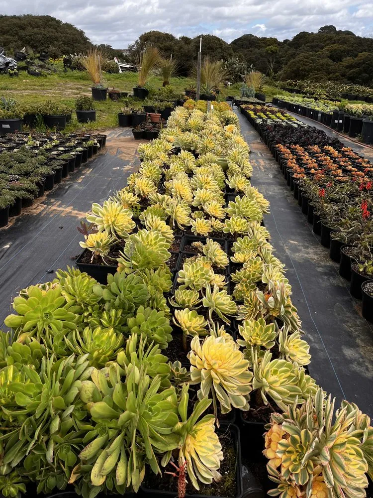 Professional landscape design in Castroville, CA - Kings Garden & Design