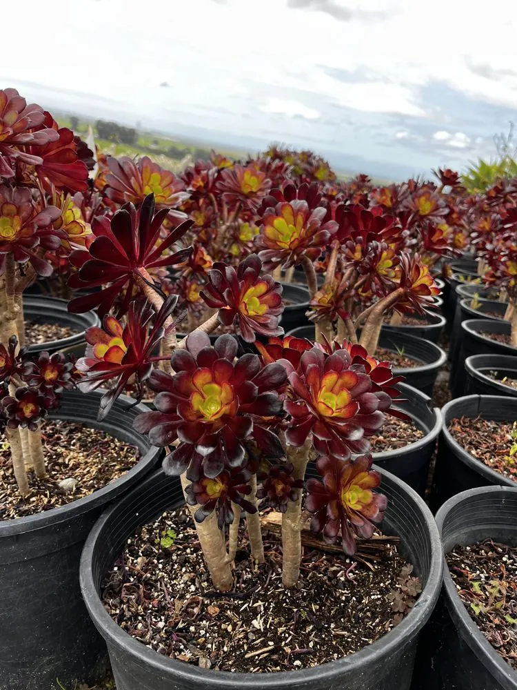 Affordable landscaping services in Castroville, CA by Kings Garden & Design