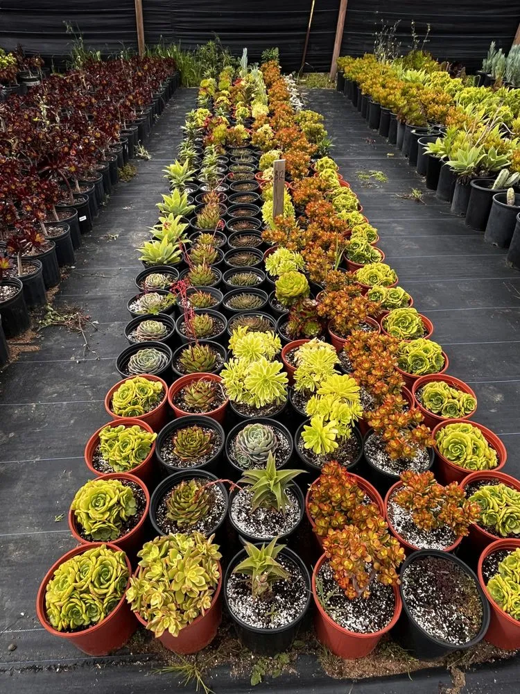 Top-rated landscaping services with custom design across Castroville, CA - Kings Garden & Design