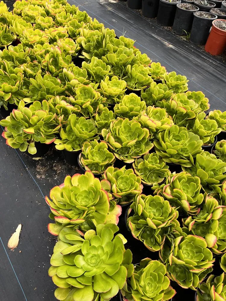 Custom landscaping services in Castroville, CA by Kings Garden & Design