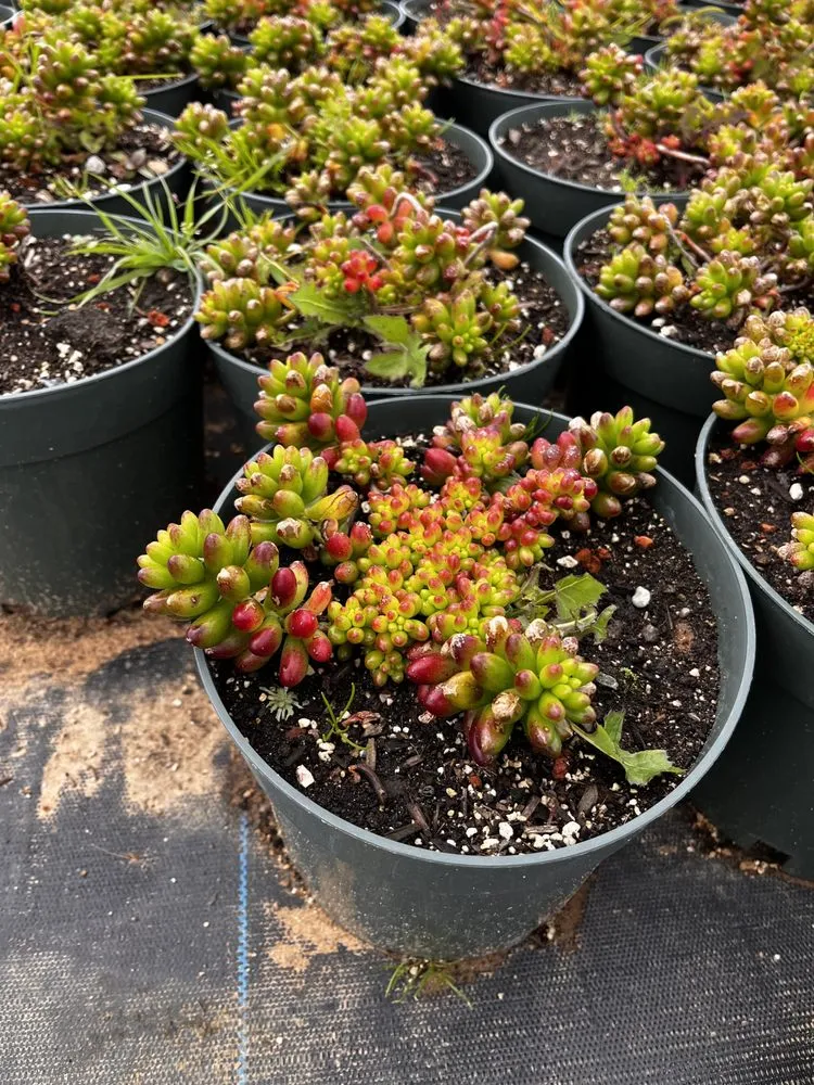 Custom lawn mowing service in Castroville, CA - Kings Garden & Design