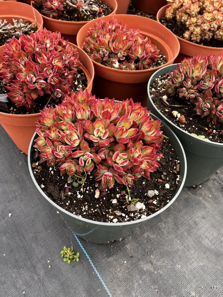 Professional landscaping services for beautiful yards across Castroville, CA - Kings Garden & Design