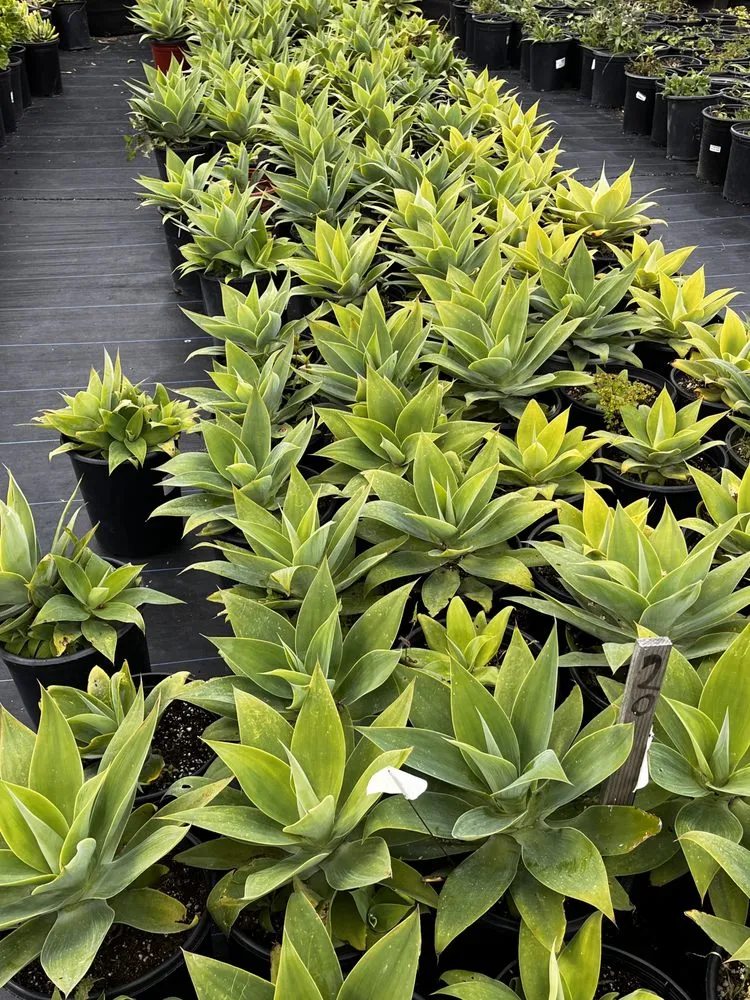 Trusted landscaping services with custom design across Castroville, CA - Kings Garden & Design