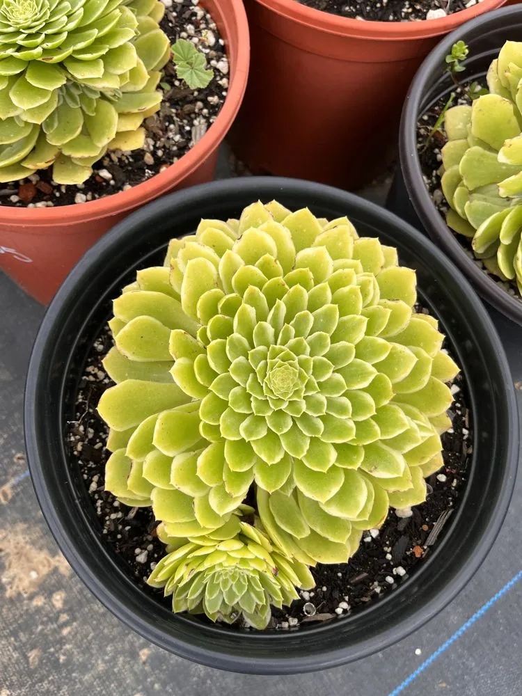 Top-rated lawn care service for beautiful yards in Castroville, CA by Kings Garden & Design