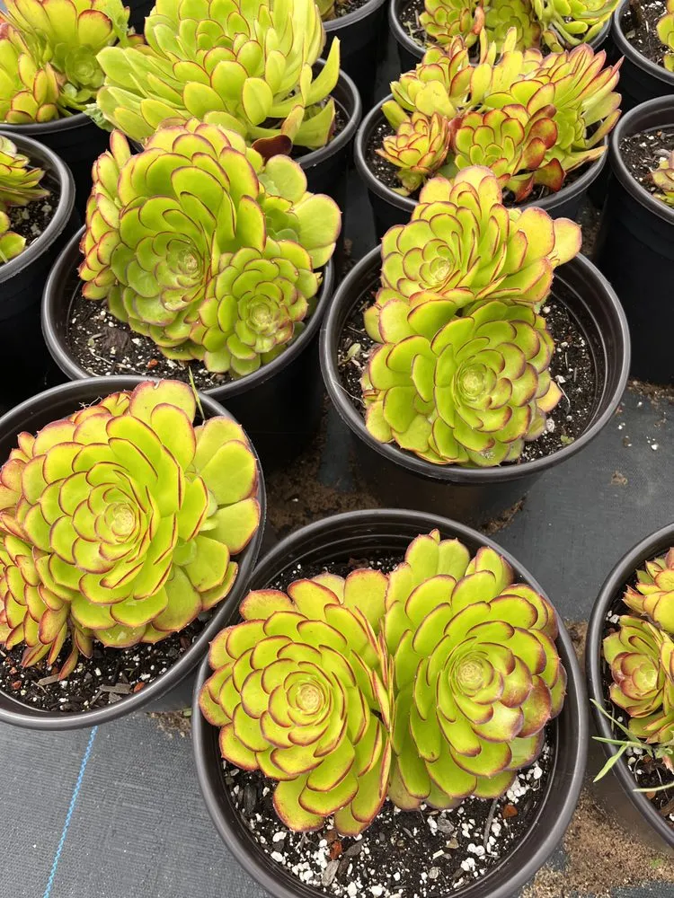 Trusted yard maintenance for year-round maintenance in Castroville, CA by Kings Garden & Design